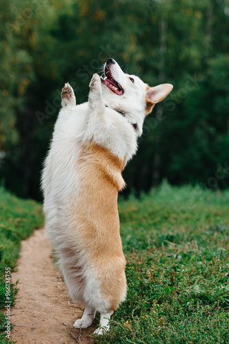 red and white Welsh Corgi Pembroke stands on hind legs on trail in park with green grass in sunny summer day, looks up at owner, walking in park, dogwalking concept