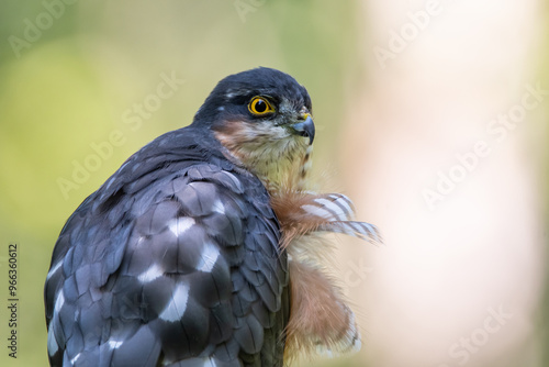 Sparrowhawk in the forest on the hunt looking for prey