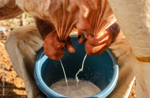 Cow's milk being manually extracted in a rudimentary way in the countryside of northeastern Brazil, close-up.