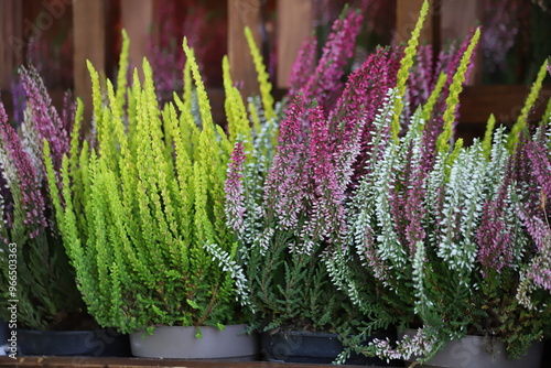 Blooming white and purple common heather. Calluna vulgaris background.