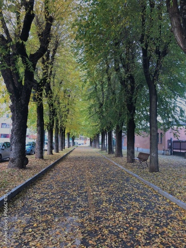 autumn in the park