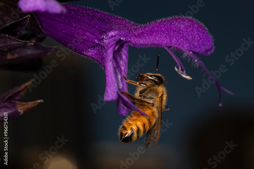 Close up of the western honeybee on a salvia flower, also known as purple majesty. The honey bee is a vital pollinator. 