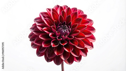 Surreal dark chrome red flower dahlia macro isolated on white high angle