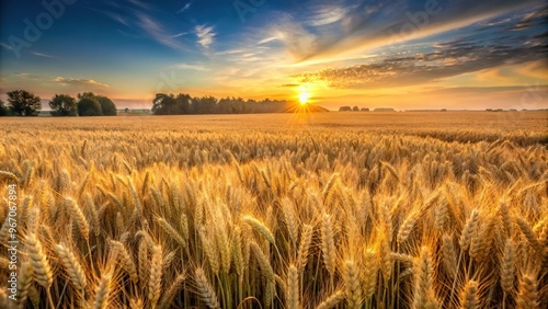 Wheat field at dawn