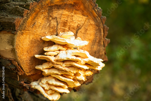 grzyb, grzyb, drzew, charakter, grzyb, bory, jesienią, jedzenie, grzyb, braun, drewna, roślin, kora, makro, drewna, muchomor, flora, opad, czapka, giczoł, naturalny, dzika, jadalne, bagażnik, 