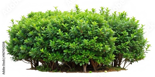 Wild privet branch bushes shrub isolated, wild, privet, branch, bushes, shrub, isolated, nature, greenery, foliage