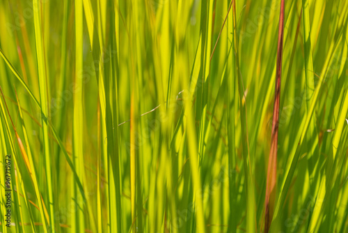 Bright tall green grass, close-up. Molinia caerulea, purple moor-grass.