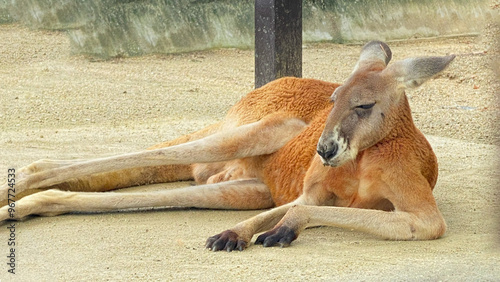 広場で横になって寝そべるカンガルー