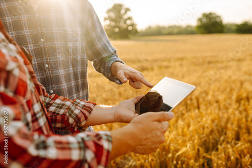 Two farmers discussing crop data while using tablet in a golden wheat field during sunset. Smart farm.