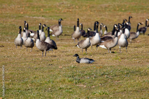 Brant or brent goose ( Branta bernicla) with flock of Canada geese (Branta canadensis). Brant is smaller species of wild goose.