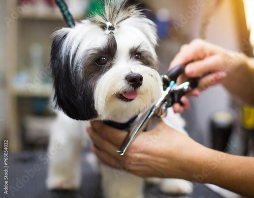 Strzyżenie psa grooming