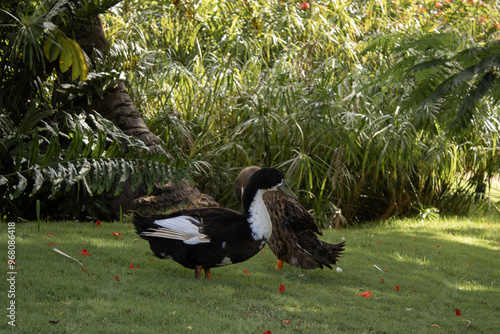 patos en el parque sueltos