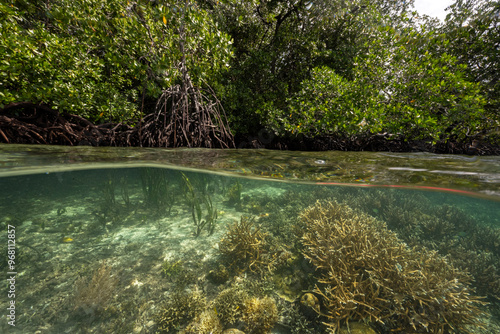 Mangrove forest and coral reefs and seagrass three highest carbon sequestering habitats in split shot, Gam Island Raja Ampat Indnonesia.