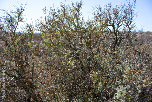 brown desert landscape and foliage on hiking trail