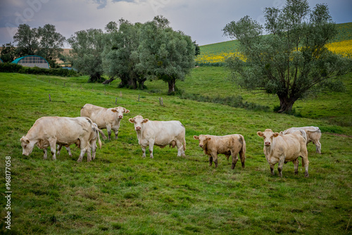 Vaches dans la campagne Française en Bourgogne-Franche-Comté