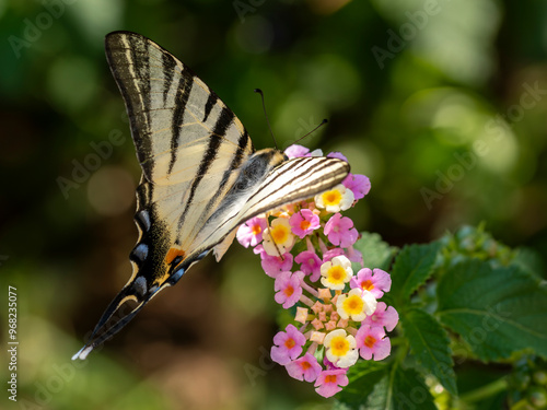 piękny motyl na kwiatach paź żeglarz