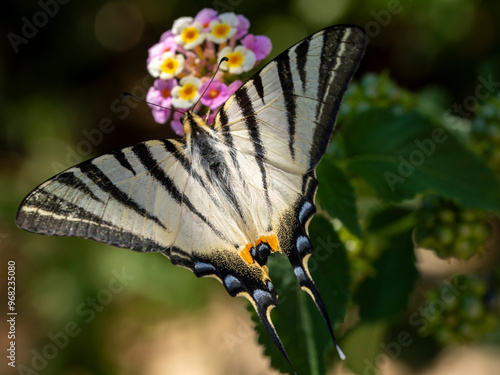 piękny motyl na kwiatach paź żeglarz