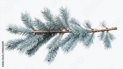 Colorado blue spruce evergreen branches isolated on a transparent background, detailed and perfectly cutout, highlighting sharp needle textures.