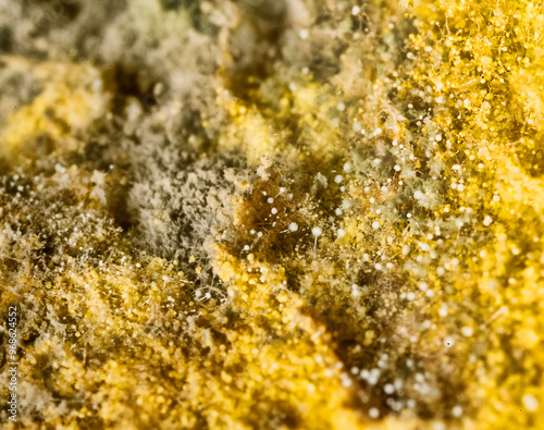 Penicillin and aspergillum mold on bread. Colonies of species of mold fungi, young (white), yellow Aspergillus flavus, green - Penicillum. Aspergillus niger ripe black round sporangia. Ultramacro