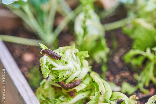 Photo of brown snail attacking garden vegetables