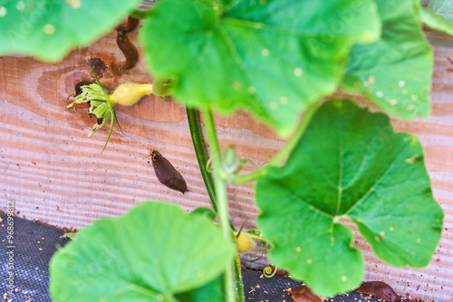 Photo of brown snail attacking garden vegetables