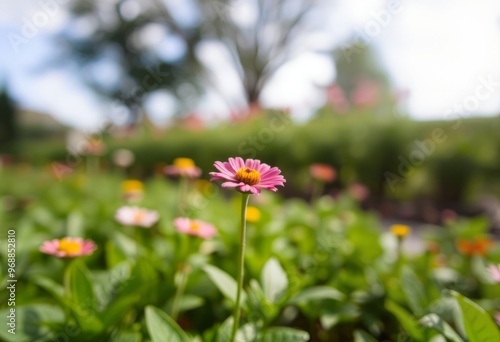 Tilt Shift A close up of a garden with the focus on a single flo