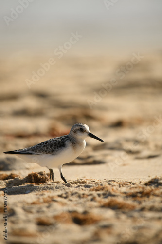 Calibris Alba on a Tarifa beach