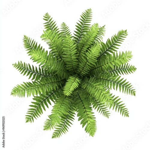 Lush green fern plant topview