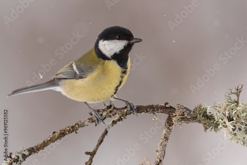 Great tit in winter