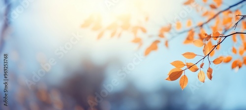 Autumn background leaf sky outdoors.