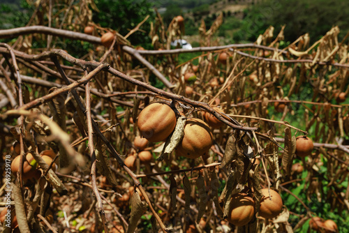 Limones afectados por hongos y plagas 