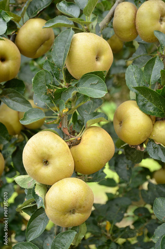 pomme, malus pumila, variété Reinette du Canada