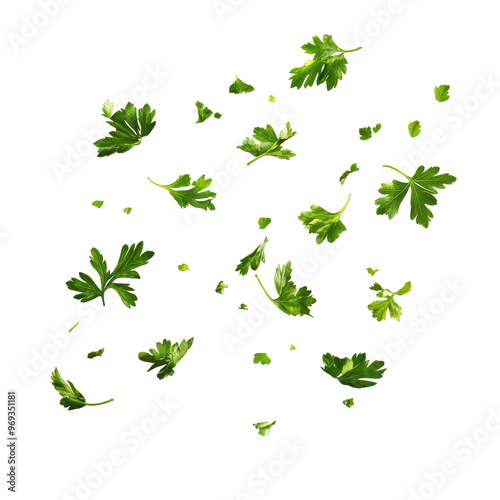 Fresh parsley leaves scattered on a white surface isolated transparent background