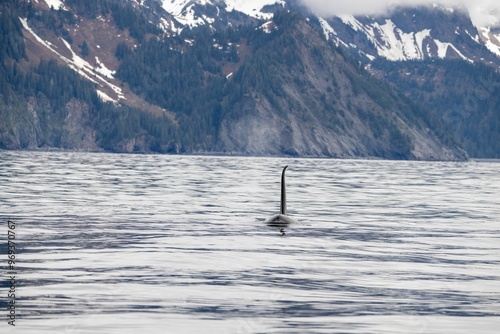 Orca (Orcinus orca), or killer whale swimming in the waters of Kenai-Fjords National Park, Alaska