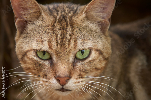 portrait of brown cat's face with serious expression in close-up, looking straight at the camera taken in selective focus