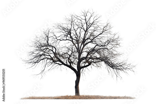 Leafless tree with intricate branches captured in a serene winter scene, showcasing nature's beauty and stillness in a cold season.