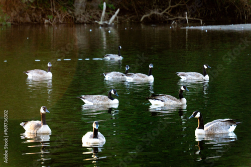 swans on the lake