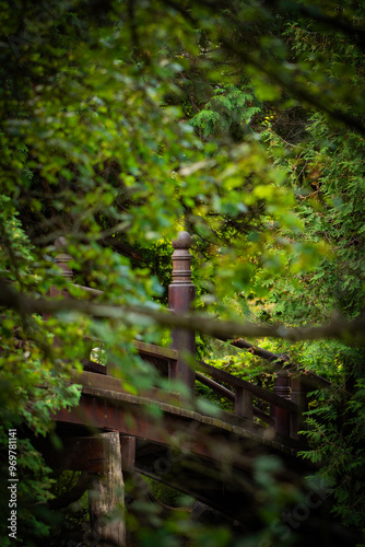 path in the forest