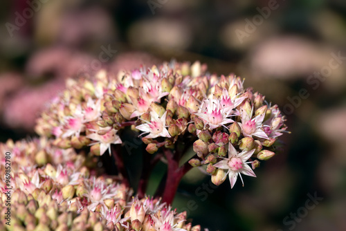 Closeup of flower cluster of stonecrop (Hylotelephium 'Matrona') in a garden in late summer