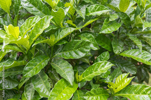 Jasminum sambac is a species of jasmine native to tropical Asia, from the Indian subcontinent to Southeast Asia. Water drop on the leaves.