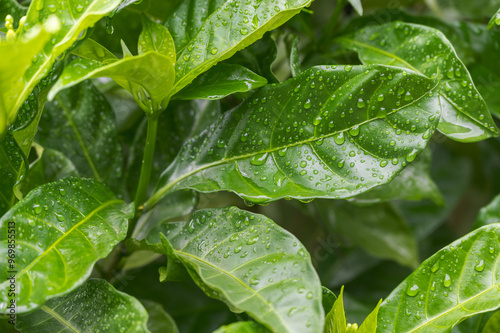 Jasminum sambac is a species of jasmine native to tropical Asia, from the Indian subcontinent to Southeast Asia. Water drop on the leaves.