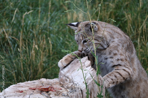 bobcat in the forest