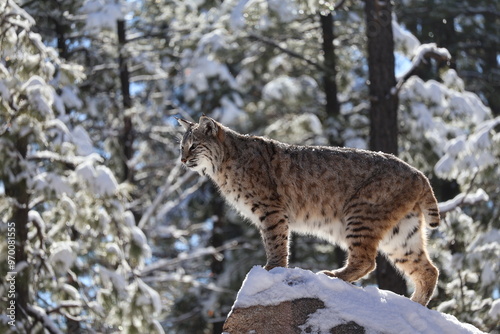 bobcat in the snow