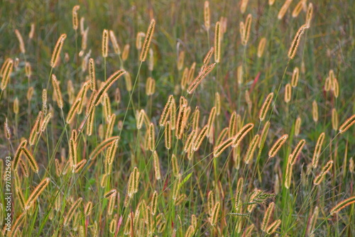 Evening Foxtail Grass