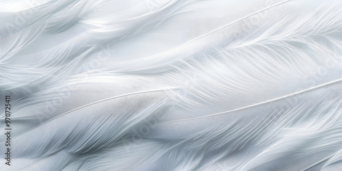 Close up abstract white feather background