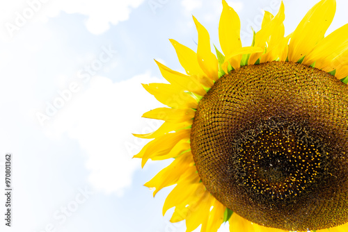 A giant sunflower in front of an overexposed background