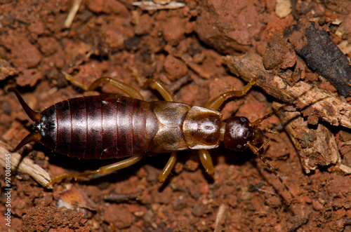 Upperside view of a earwig. Garajonay National Park. La Gomera. Canary Islands. Spain.