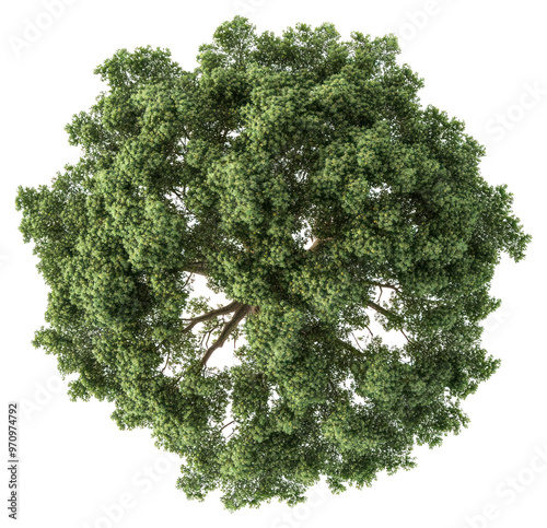 PNG Lush green tree top view