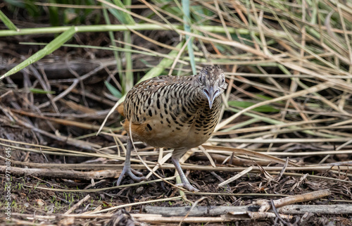 Barred Buttonquail that can be found in the fields of Thailand.