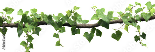 A branch of lush green ivy with a white background.